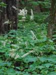 Actaea podocarpa DC.