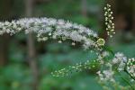 Actaea podocarpa DC.