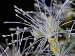 Actaea podocarpa DC.