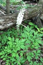 Actaea racemosa L.