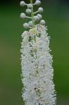 Actaea racemosa L.