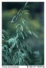 Cinna arundinacea L.