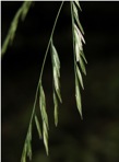 Cinna arundinacea L.
