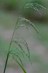 Cinna latifolia (Trev. ex Goepp.) Griseb.
