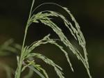 Cinna latifolia (Trev. ex Goepp.) Griseb.