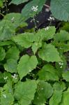 Circaea alpina L. ssp. alpina