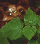 Circaea alpina L. ssp. alpina