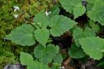 Circaea alpina L. ssp. alpina
