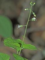 Circaea canadensis (L.) Hill