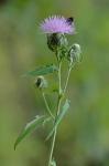 Cirsium altissimum (L.) Hill