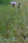 Cirsium altissimum (L.) Hill