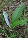 Cirsium altissimum (L.) Hill