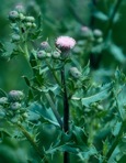 Cirsium arvense (L.) Scop.