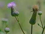 Cirsium arvense (L.) Scop.