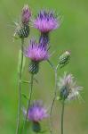 Cirsium carolinianum (Walt.) Fern. & Schub.