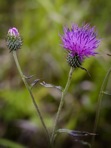 Cirsium carolinianum (Walt.) Fern. & Schub.