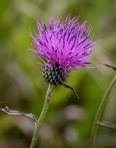 Cirsium carolinianum (Walt.) Fern. & Schub.