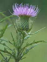 Cirsium discolor (Muhl. ex Willd.) Spreng.