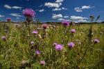 Cirsium discolor (Muhl. ex Willd.) Spreng.