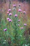 Cirsium discolor (Muhl. ex Willd.) Spreng.