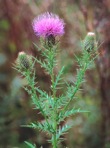 Cirsium discolor (Muhl. ex Willd.) Spreng.