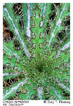 Cirsium horridulum Michx. var. horridulum
