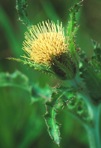 Cirsium horridulum Michx. var. horridulum