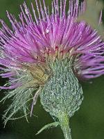 Cirsium muticum Michx.