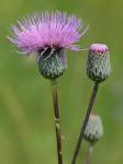 Cirsium muticum Michx.
