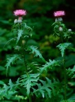 Cirsium muticum Michx.