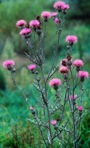 Cirsium muticum Michx.