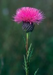 Cirsium muticum Michx.