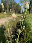 Cirsium nuttallii DC.