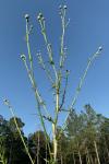 Cirsium nuttallii DC.
