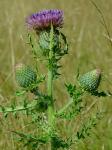 Cirsium pumilum (Nutt.) Spreng.