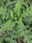 Cirsium pumilum (Nutt.) Spreng.