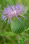 Cirsium pumilum (Nutt.) Spreng.