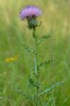 Cirsium pumilum (Nutt.) Spreng.