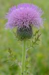 Cirsium pumilum (Nutt.) Spreng.