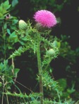 Cirsium pumilum (Nutt.) Spreng.
