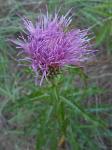 Cirsium repandum Michx.