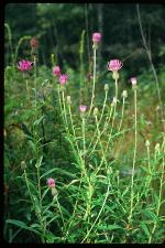 Cirsium virginianum (L.) Michx.