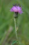 Cirsium virginianum (L.) Michx.