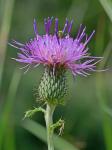 Cirsium virginianum (L.) Michx.