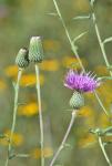 Cirsium virginianum (L.) Michx.