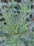 Cirsium vulgare (Savi) Ten.