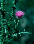 Cirsium vulgare (Savi) Ten.