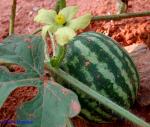 Citrullus lanatus (Thunb.) Matsumura & Nakai