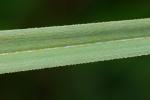 Cladium jamaicense Crantz