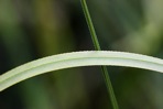 Cladium jamaicense Crantz